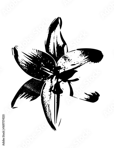 Vector Elegant floral of a lily in black ink.
