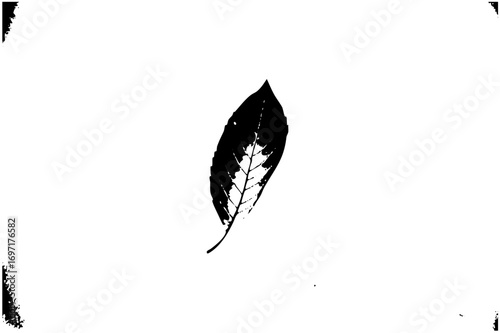 Vector Elegant leaf showcases delicate vein details.