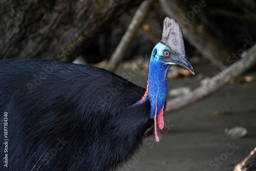Photography Southern cassowary in Etty Beach, Queensland, Australia.