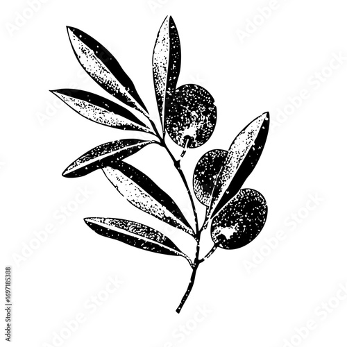 Vector Olive branch with detailed fruit and leaves.