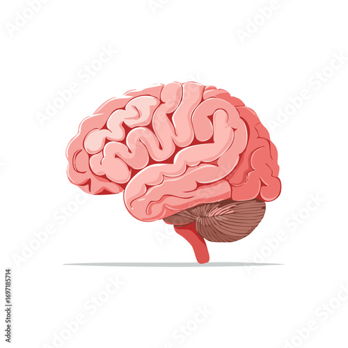 Detailed human brain illustration neuroscience intelligence and thought concept