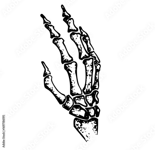 Vector Detailed skeletal hand with extended fingers