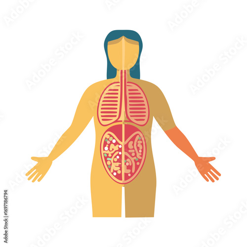 Anatomical illustration of a human figure showing the lungs and digestive system in the torso region