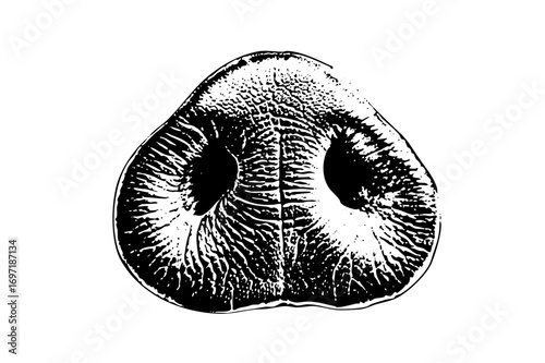 Vector Detailed of a pig snout with textured skin.