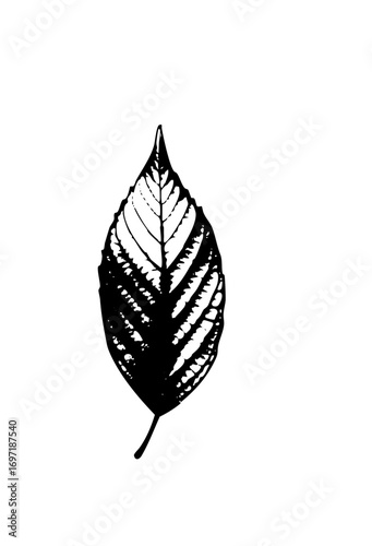 Vector Detailed of a single beech leaf with prominent veins.