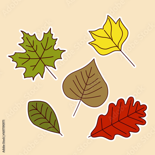 Autumn leaves oak maple aspen and birch fall foliage illustration