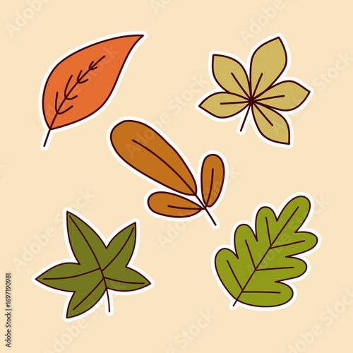 Autumn leaves oak maple aspen and birch fall foliage illustration