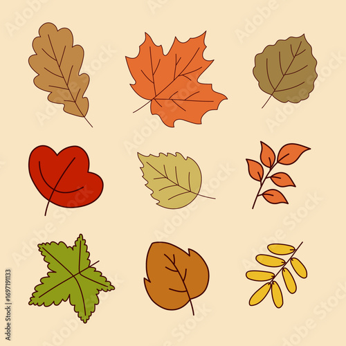 Autumn leaves oak maple aspen and birch fall foliage illustration