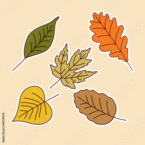 Autumn leaves oak maple aspen and birch fall foliage illustration