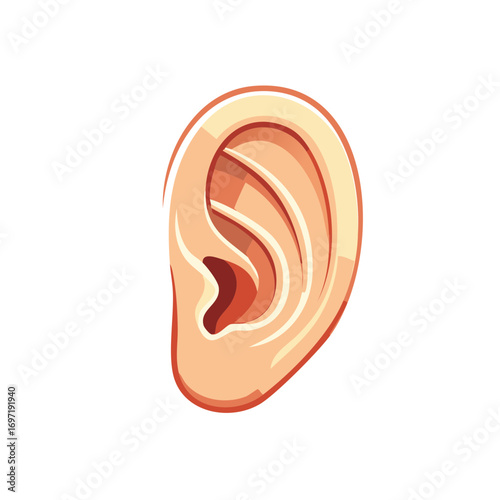 Human ear anatomical illustration of outer ear structure and details.