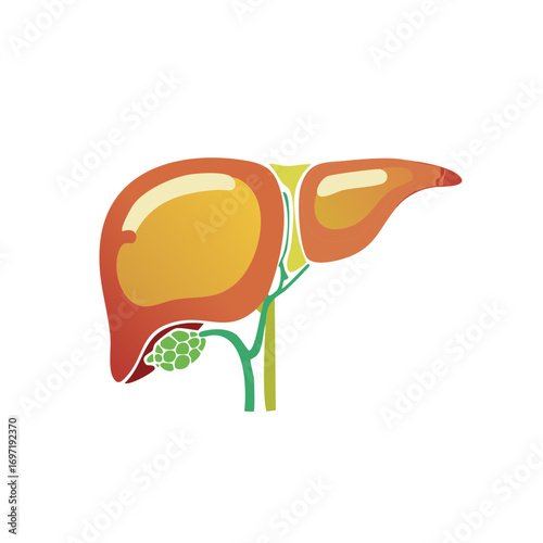 Stylized human liver and gallbladder anatomy illustration