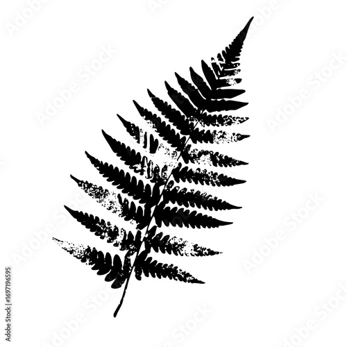 Vector Detailed black fern frond showcases natural botanical elegance.