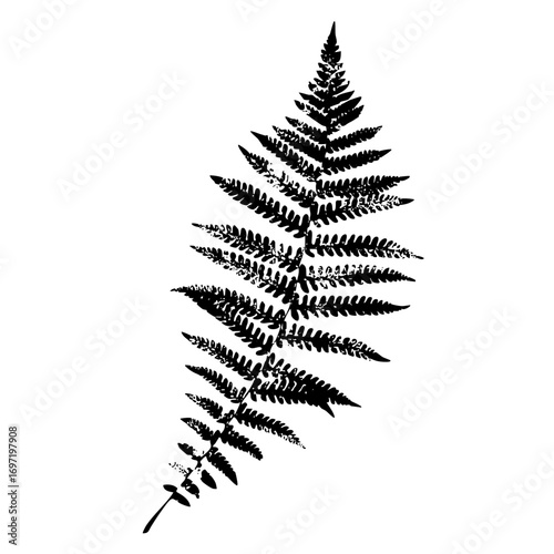 Vector Detailed black fern frond showcases natural botanical elegance.