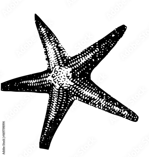 Vector Detailed black and white starfish with dotted texture.