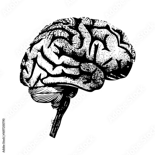 Vector Detailed of a human brain with intricate convolutions.