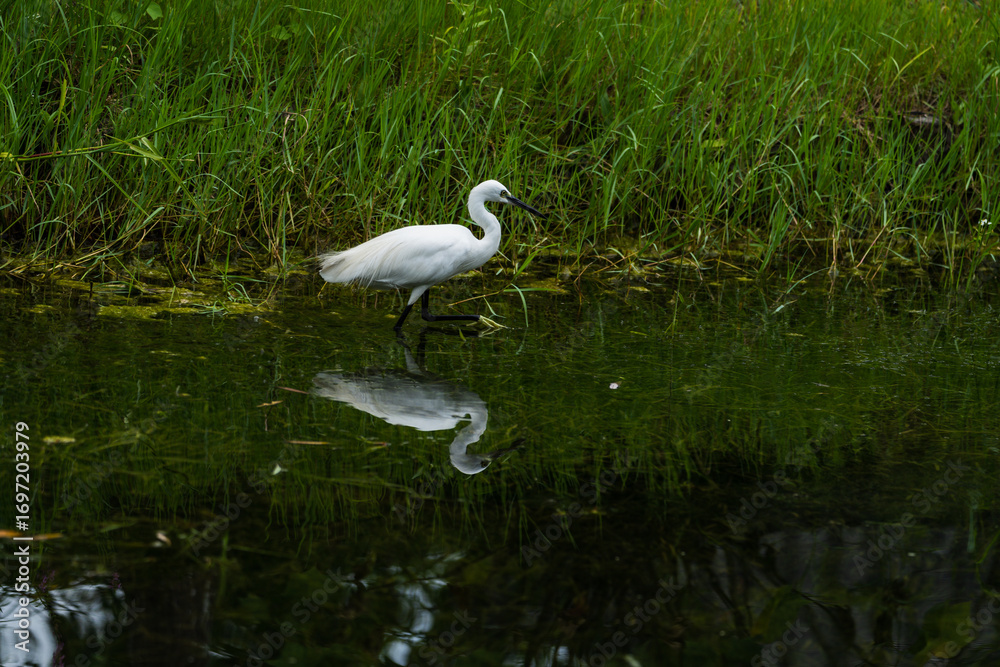 Naklejka premium The white dew is searching for food in the grass by the water