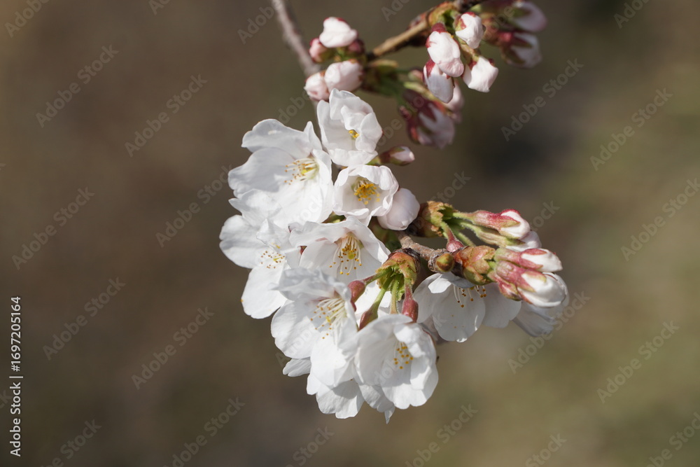 Fototapeta premium apple tree blossom