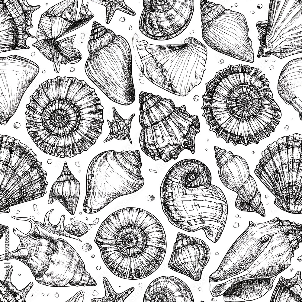 Sea shells sketched