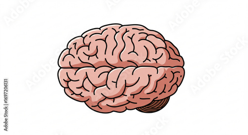 Illustration of a human brain with visible convolutions and anatomical structure on a white background