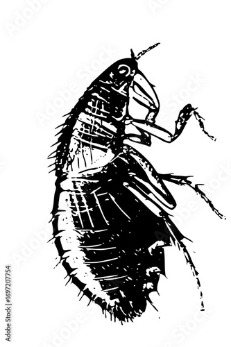 Vector Detailed of a silverfish insect with long antennae.