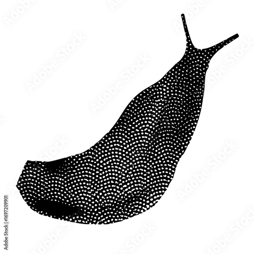 Vector Spotted slug showcases a detailed invertebrate .