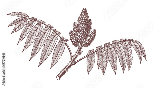 Detailed Staghorn Sumac Botanical Illustration - Branch with Leaves and Fruit Cluster