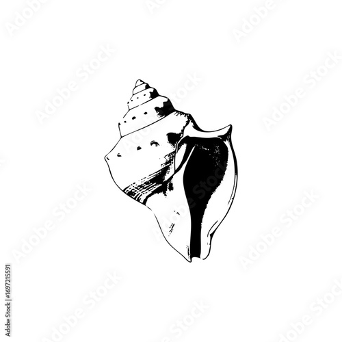 Vector Detailed of a spiral seashell with textured surface.