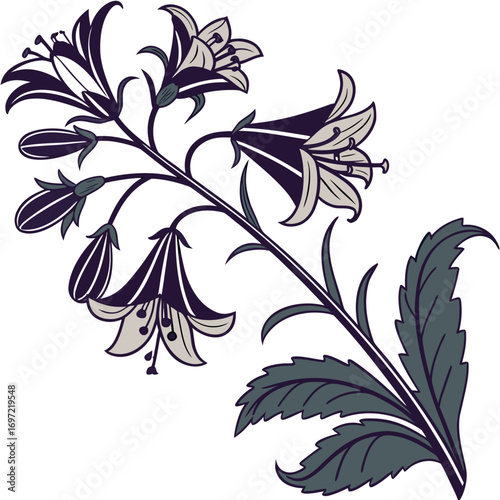 bugleweed black scallop on white background 
