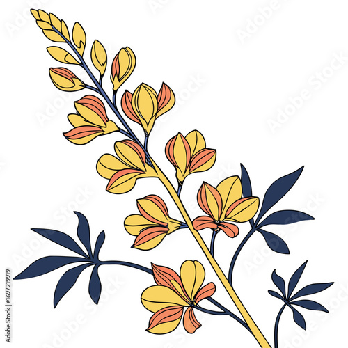 baptisia solar flare on white background 