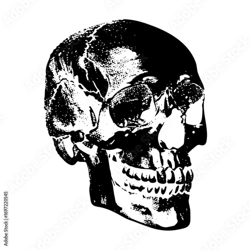 Vector Detailed skull in monochrome style.
