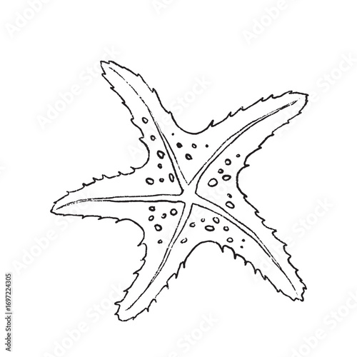 A Detailed and Beautiful Illustration of a Starfish, showcasing its unique features and colors