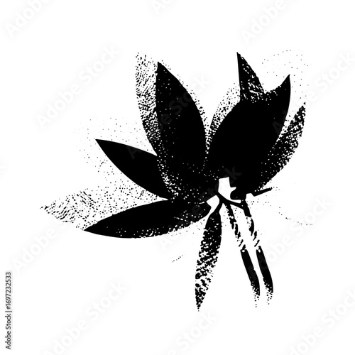Vector Botanical of cannabis leaves with a textured distressed effect.