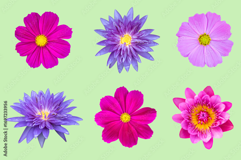 Naklejka premium Set of Lotus and cosmos flowers isolated on light green background. top view