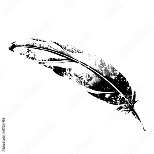 Vector Detailed black feather showcases elegant plume .