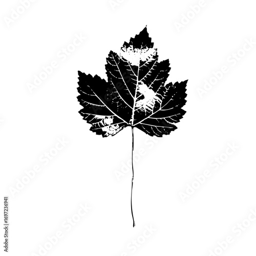 Vector Detailed black leaf with prominent veins and stem.