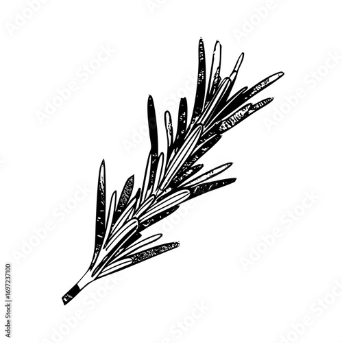Vector Detailed of a pine branch with linear textures.