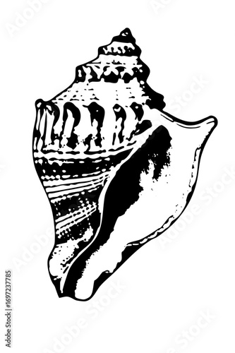 Vector Detailed of a textured conch .