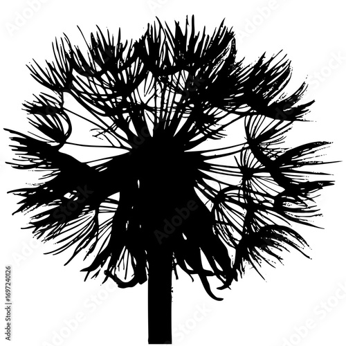 Vector Detailed dandelion seed head in black and white.