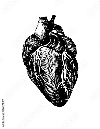Vector Detailed anatomical heart showcases circulatory system structure.