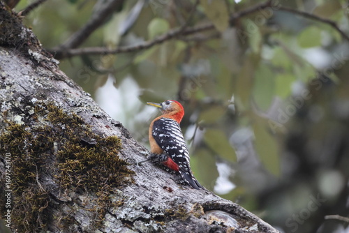 Canvas Print The rufous-bellied woodpecker or rufous-bellied sapsucker (Dendrocopos hyperythrus) is a species of bird in the family Picidae