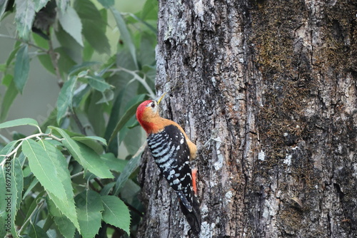 Photography The rufous-bellied woodpecker or rufous-bellied sapsucker (Dendrocopos hyperythrus) is a species of bird in the family Picidae