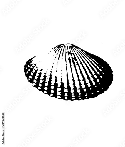 Vector Detailed of a scallop with radiating ridges.