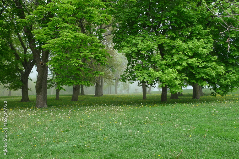 Fototapeta premium Lincoln Park