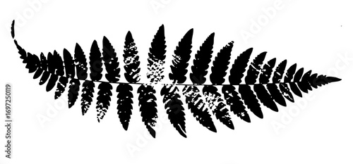 Vector Elegant fern frond showcases botanical detail.