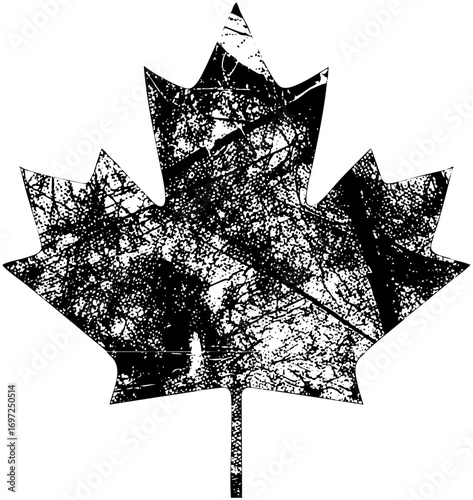 Vector Distressed maple leaf with textured details.