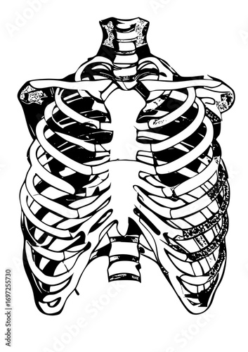 Vector Detailed skeletal ribcage with clavicle and sternum.