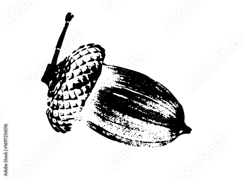 Vector Detailed of an acorn with cap and stem.