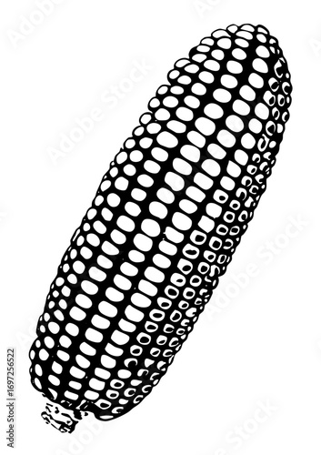 Vector Detailed of a corn cob with textured kernels.