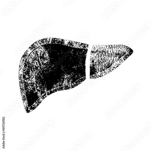 Vector Detailed of a human liver with two lobes.