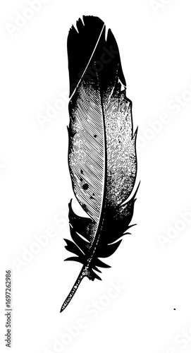 Vector Detailed black feather showcases elegant plume .